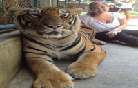 Sri Racha Tiger zoo with Lunch Pattaya Tour